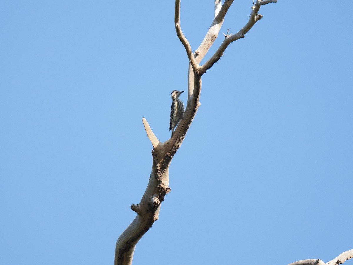 Gray-capped Pygmy Woodpecker - ML647342135