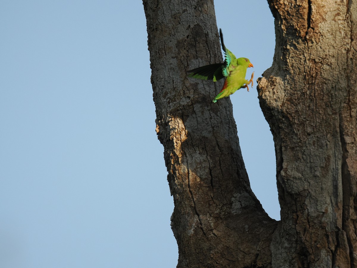 Vernal Hanging-Parrot - ML647342149