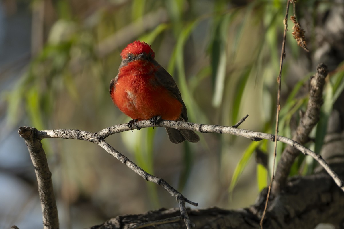 Ateş Renkli Sinekkapan - ML647342157