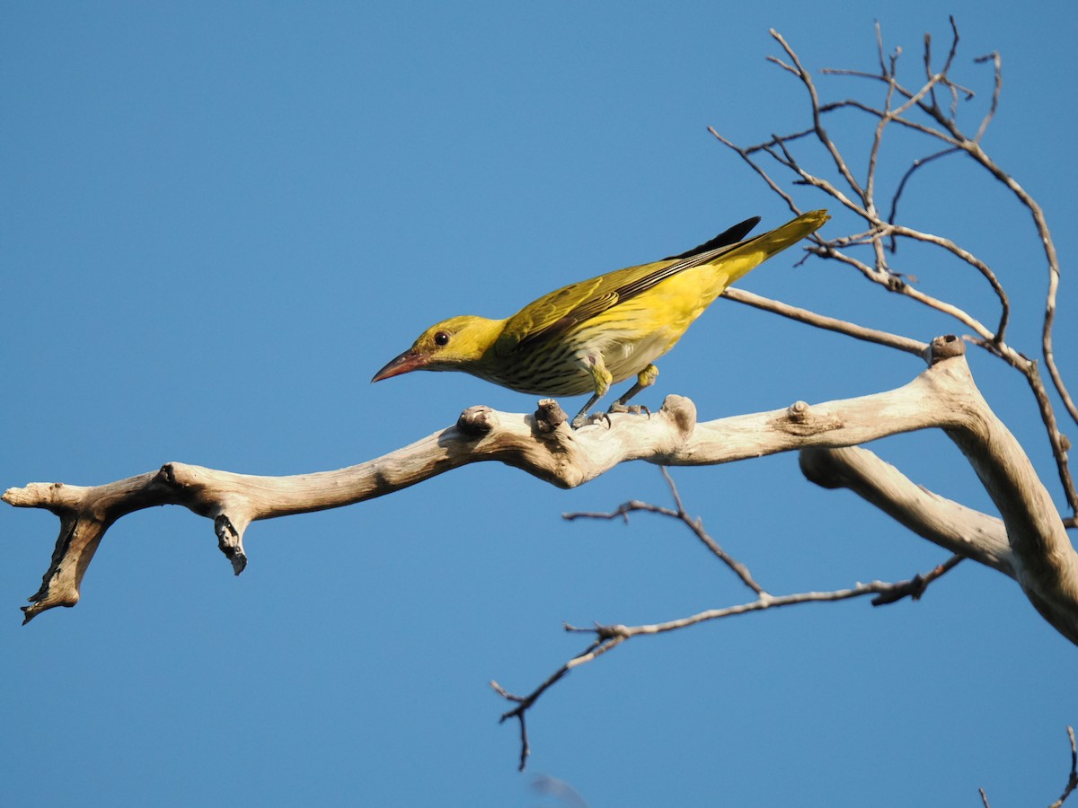 Black-naped Oriole - ML647342158