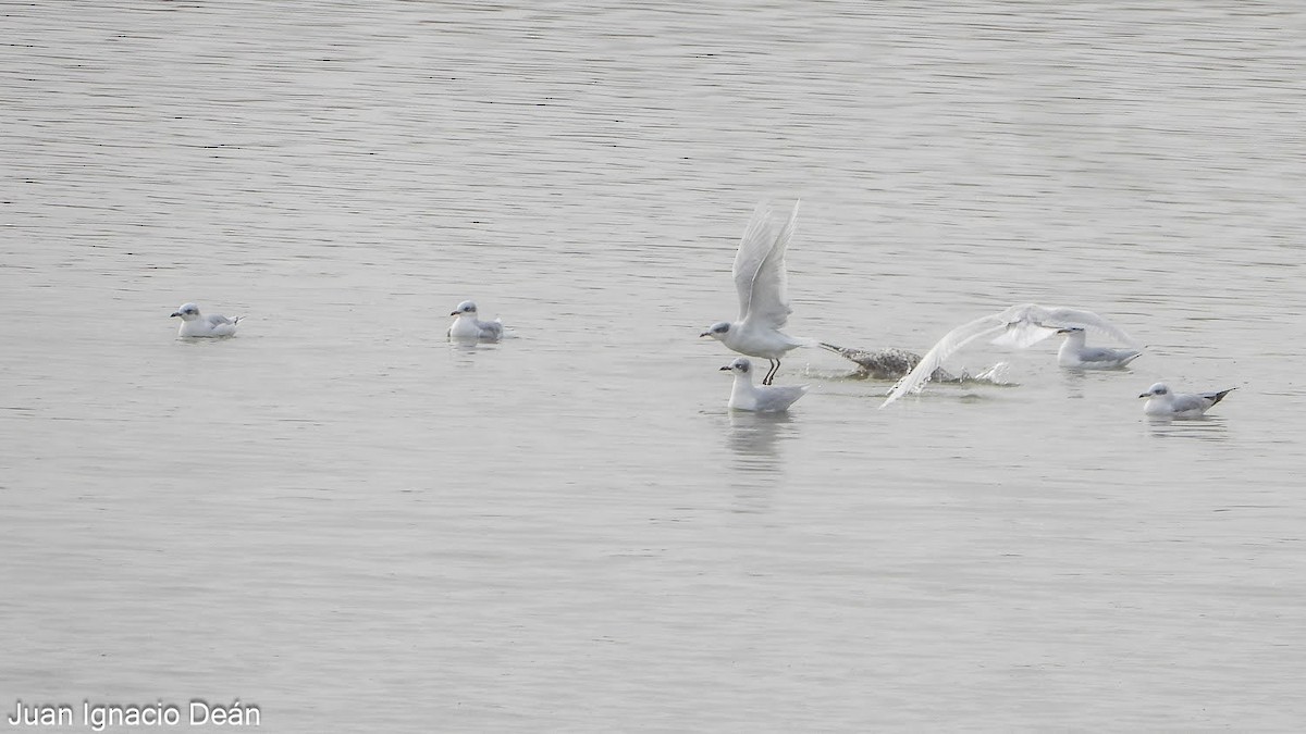 שחף שחור-ראש - ML647342167