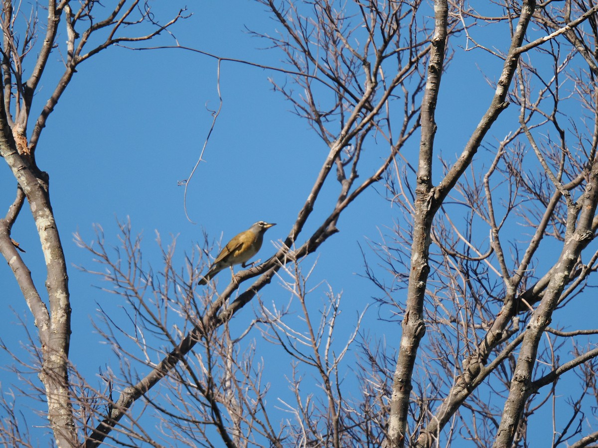 Eyebrowed Thrush - ML647342170