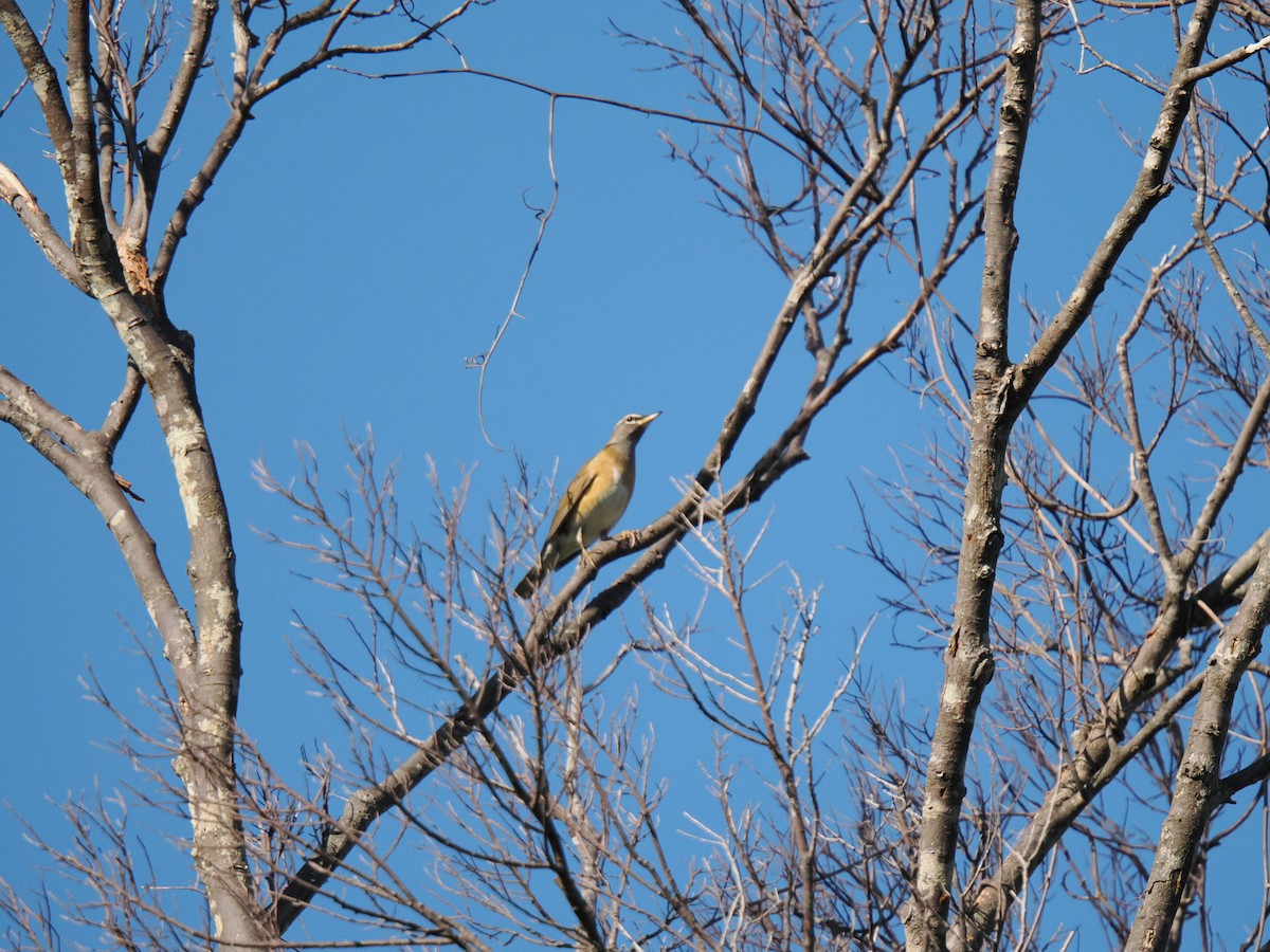 Eyebrowed Thrush - ML647342171