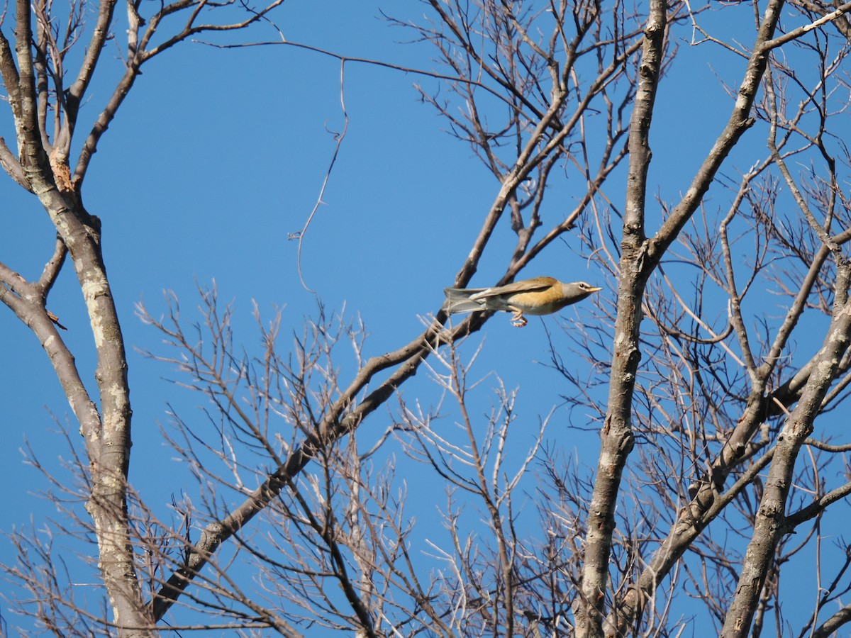 Eyebrowed Thrush - ML647342172