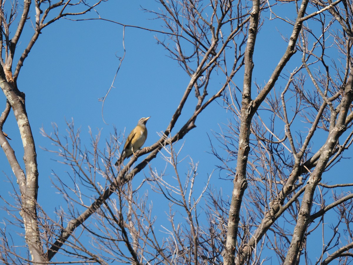 Eyebrowed Thrush - ML647342173