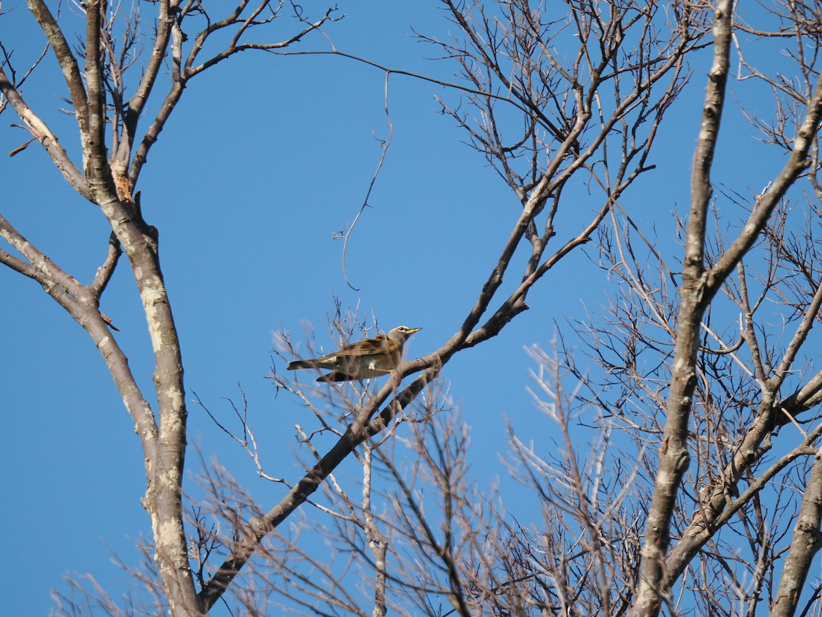 Eyebrowed Thrush - ML647342174