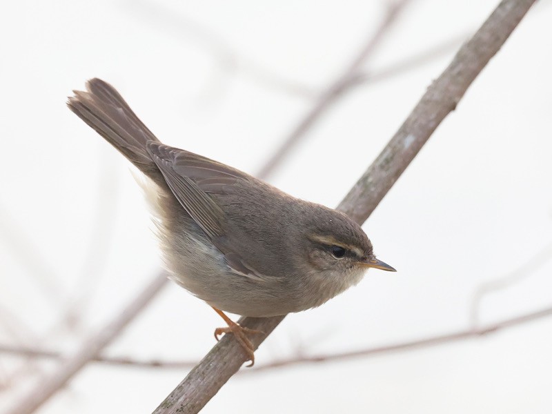 Dusky Warbler - ML647342182