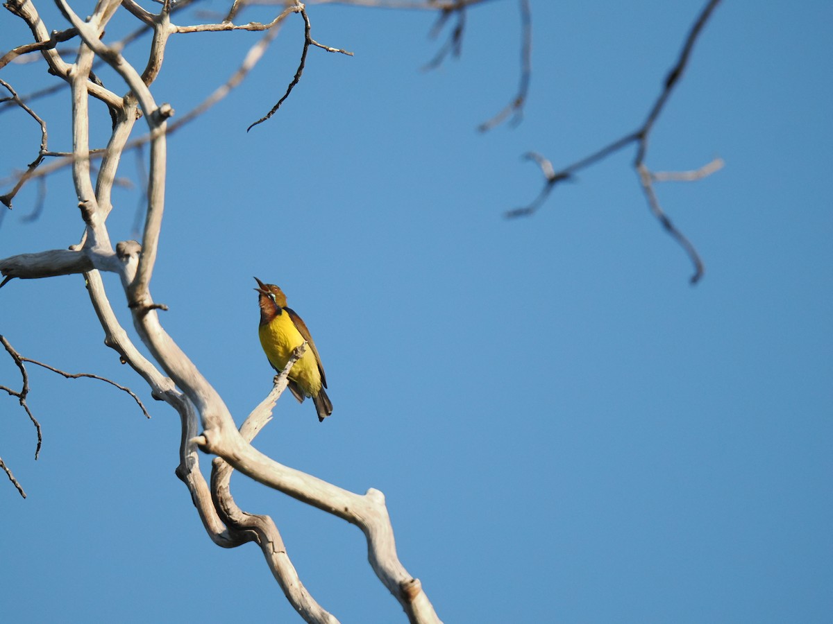 Brown-throated Sunbird - ML647342183