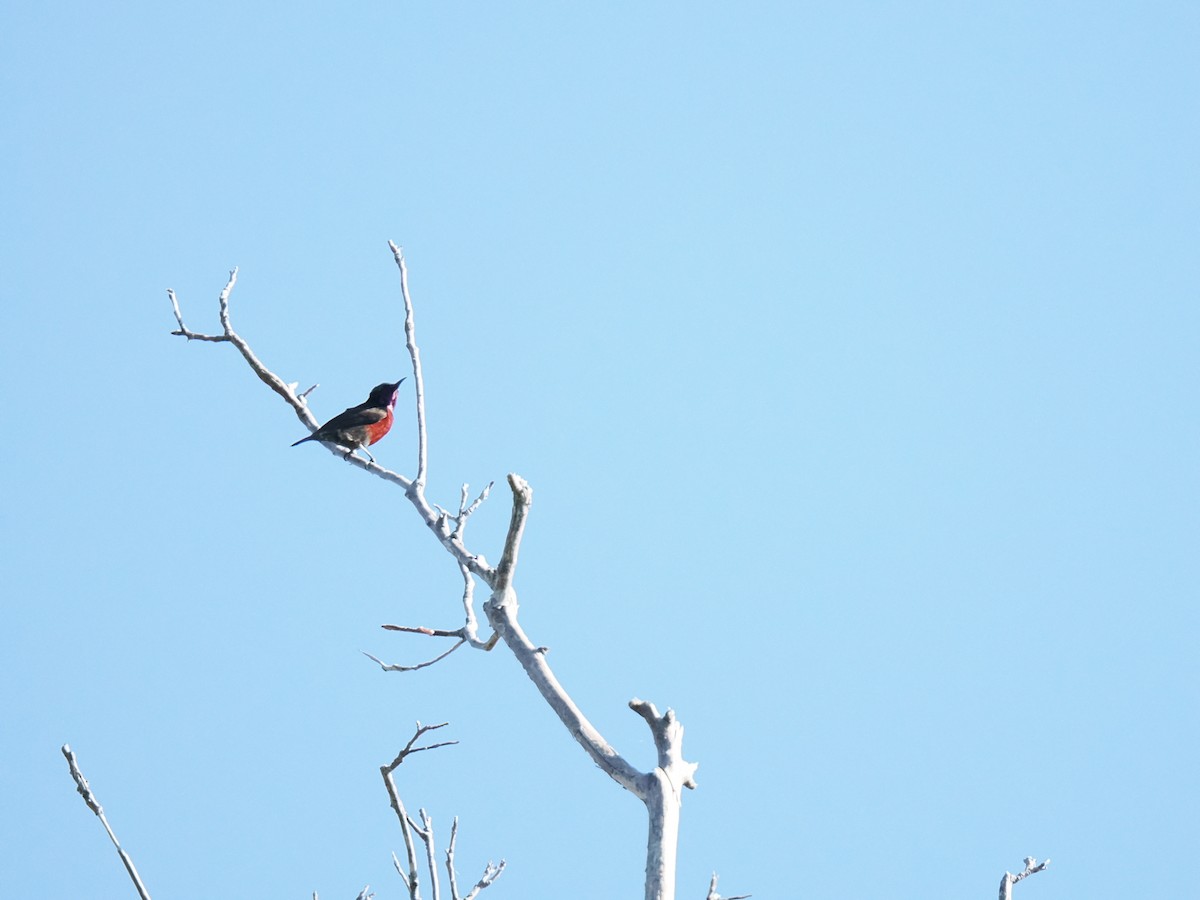 Van Hasselt's Sunbird - ML647342191