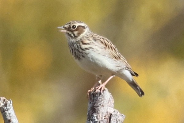 Wood Lark - ML647342192