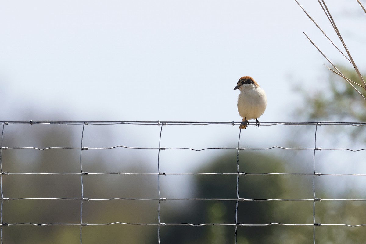 Woodchat Shrike - ML647342199