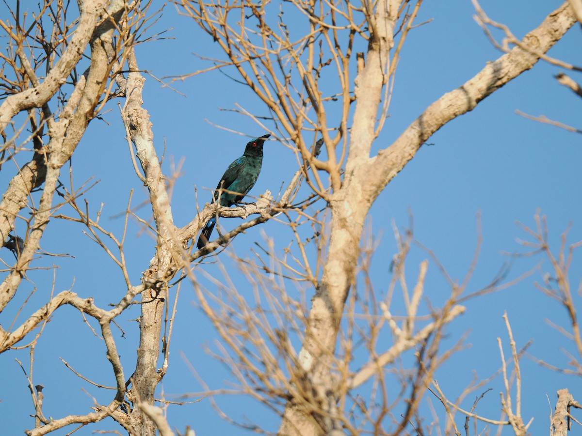 Asian Fairy-bluebird - ML647342209