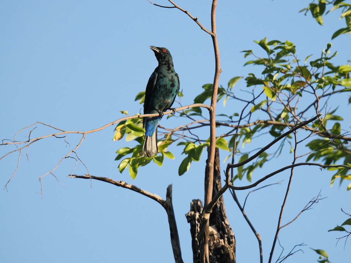 Asian Fairy-bluebird - ML647342210