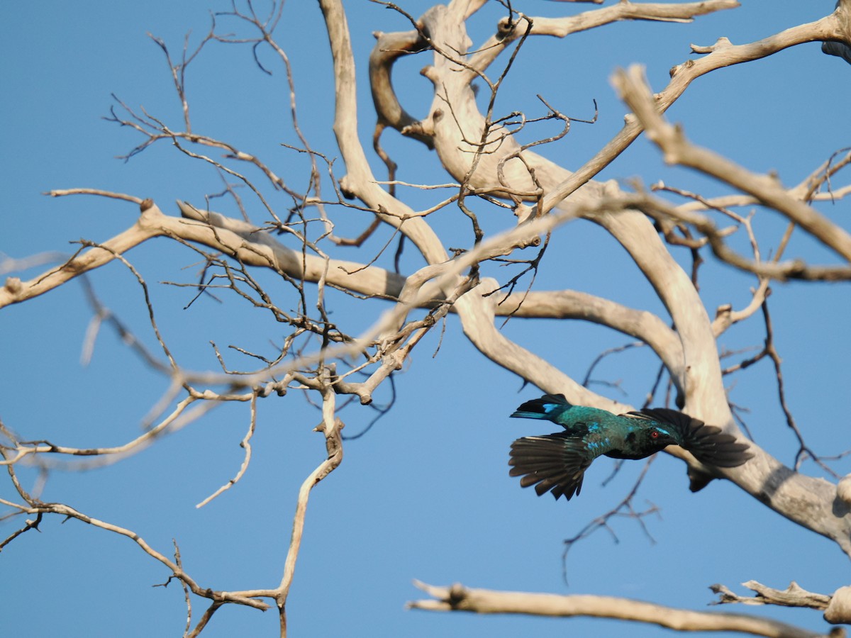Asian Fairy-bluebird - ML647342211