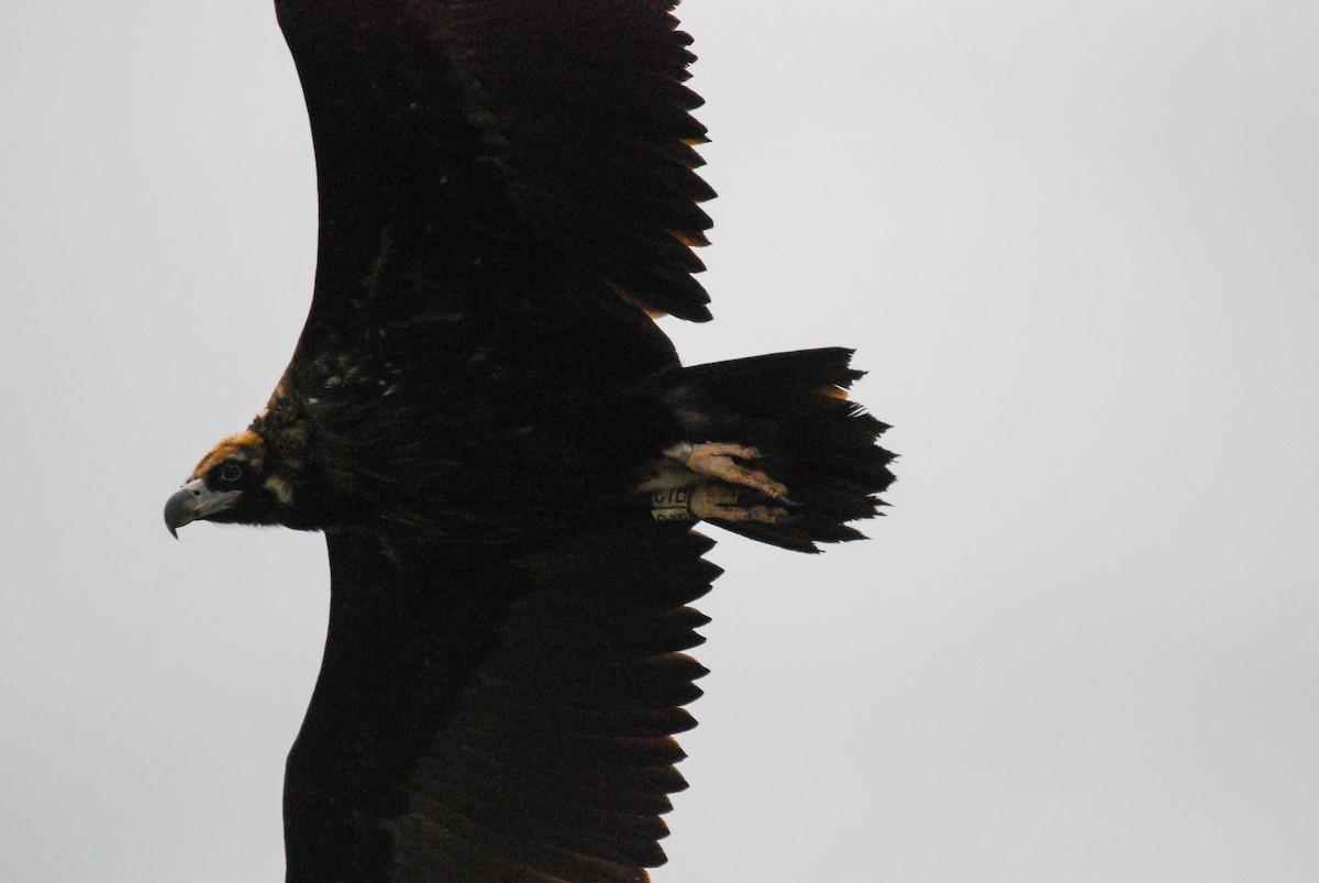 Buitre Negro - ML647342213