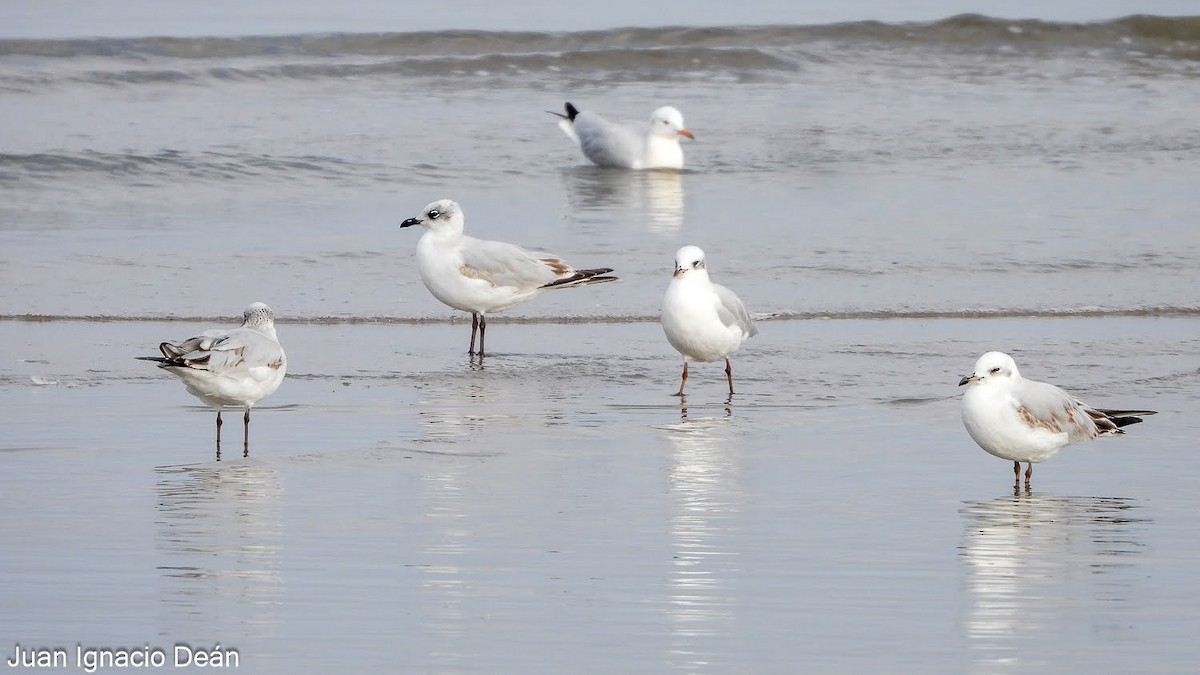 שחף שחור-ראש - ML647342216