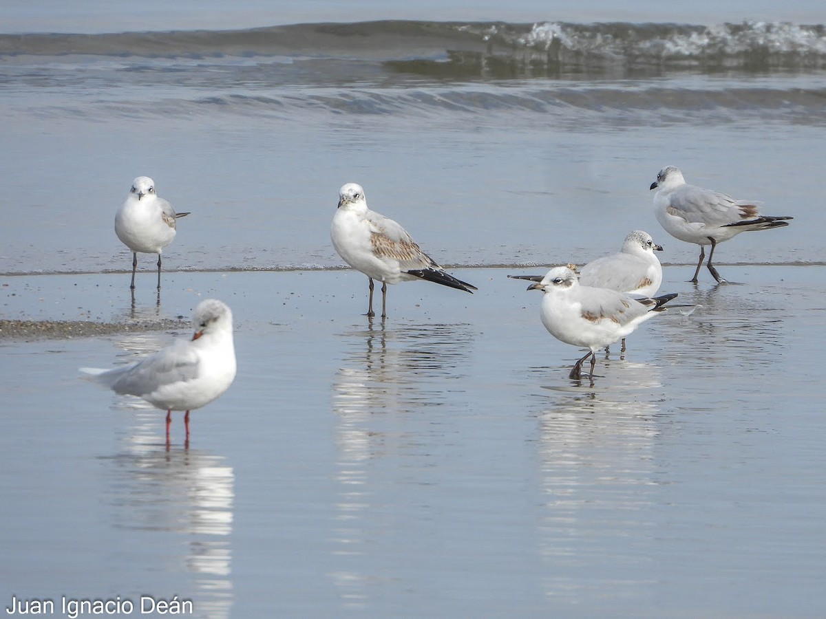 שחף שחור-ראש - ML647342217