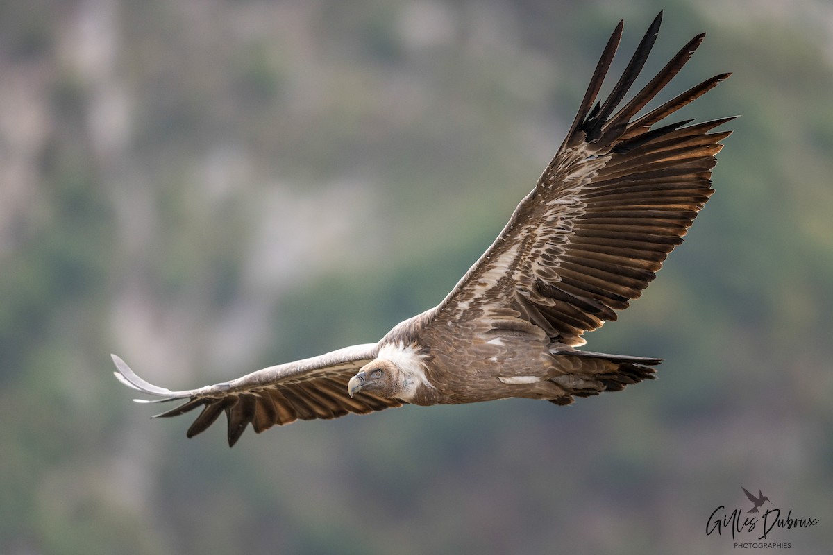 Eurasian Griffon - ML647342220