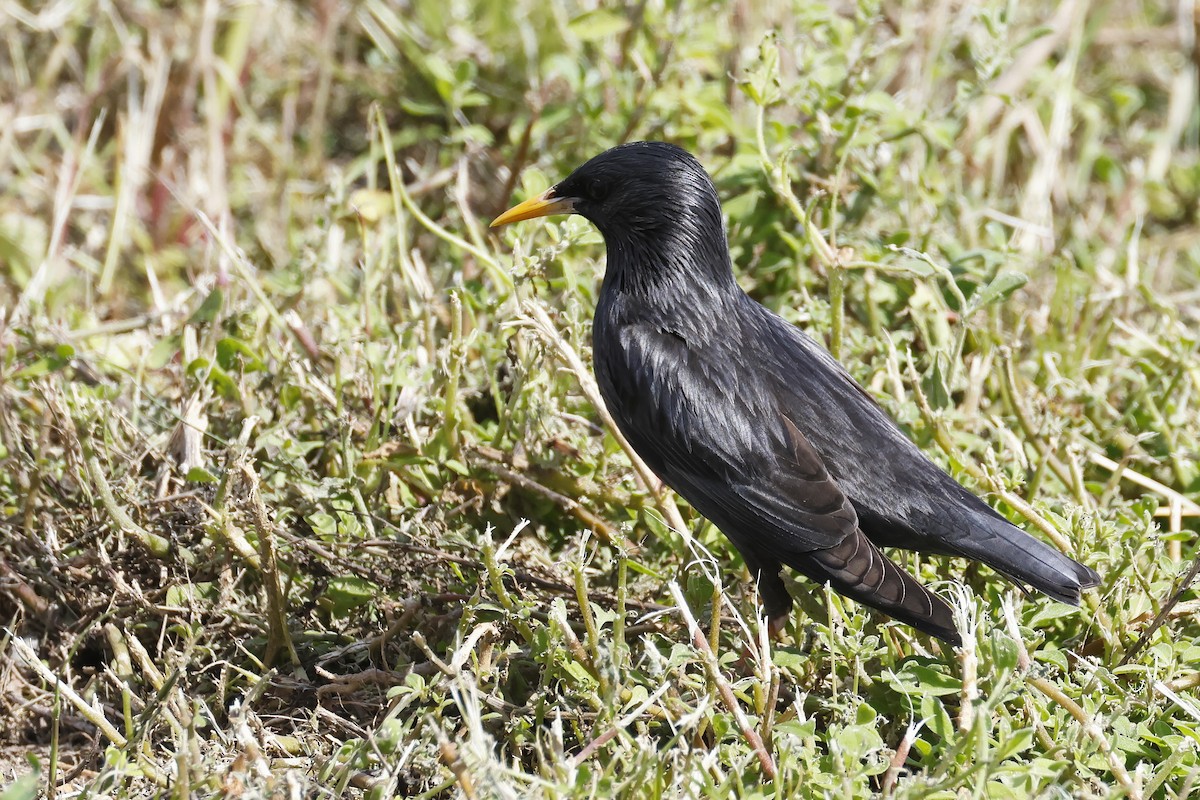 Spotless Starling - ML647342229