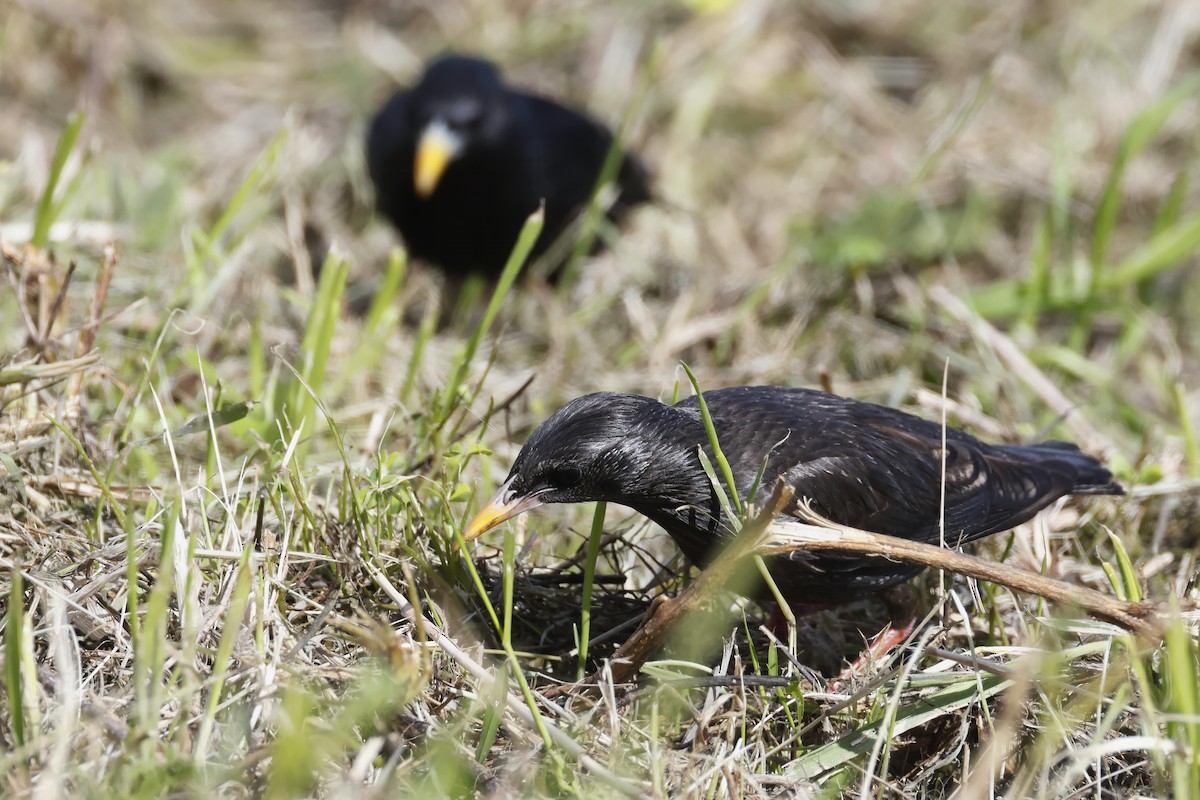 Spotless Starling - ML647342230