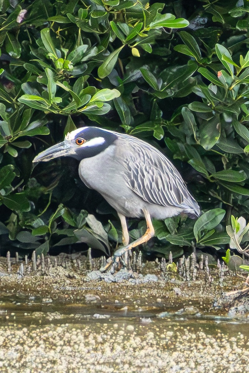 Yellow-crowned Night Heron - ML647342234