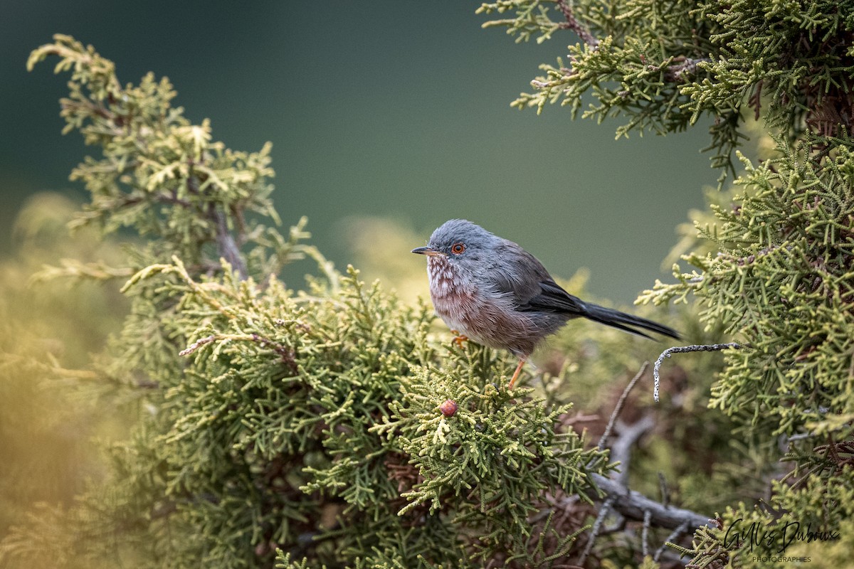 Dartford Warbler - ML647342236