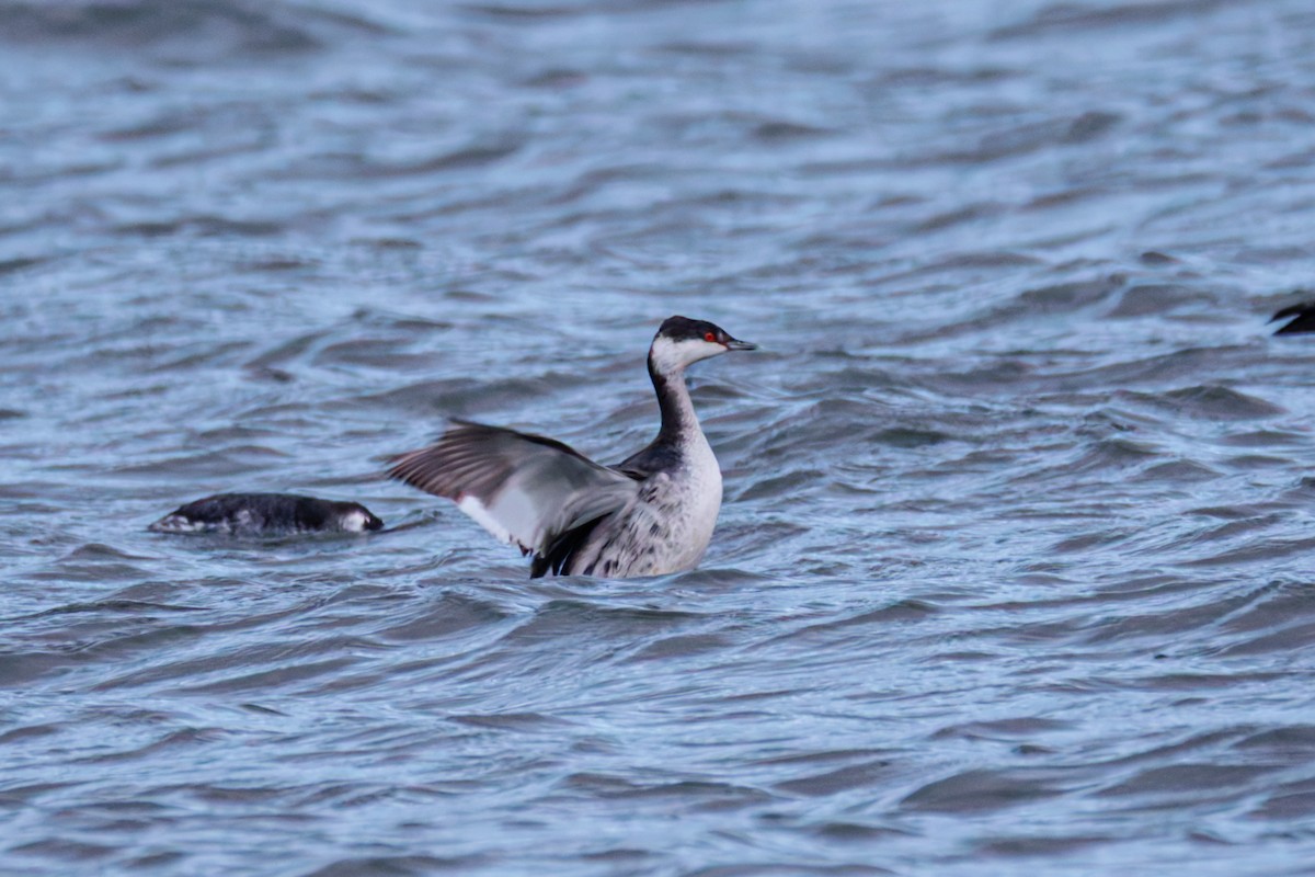 Красношейная поганка - ML647342237