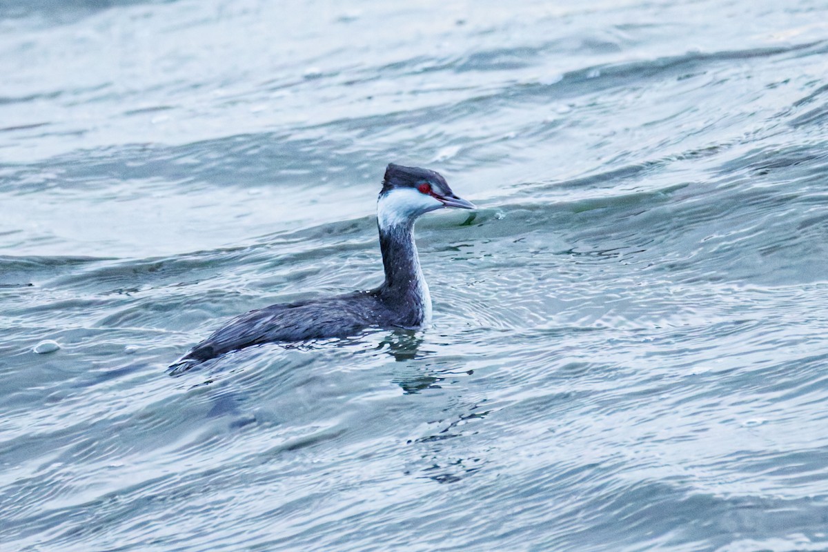 Красношейная поганка - ML647342238