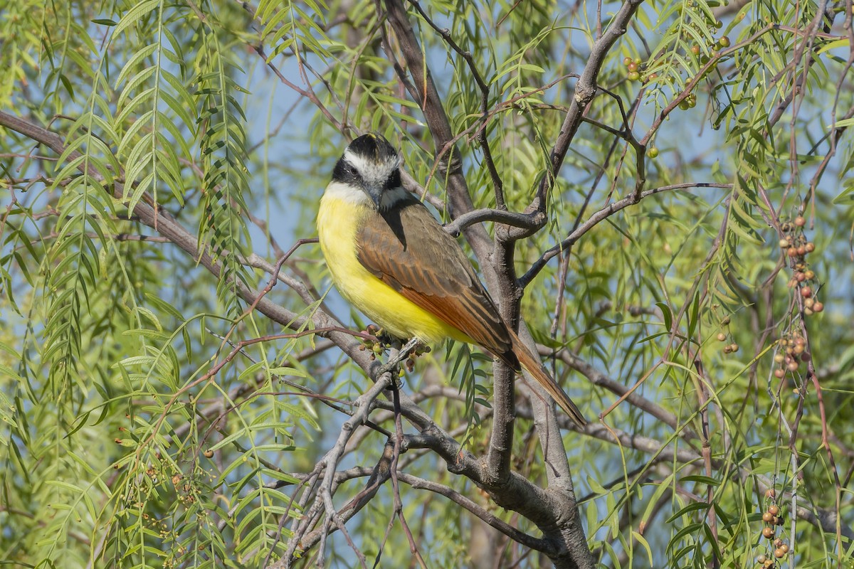 Büyük Kiskadi Tiranı - ML647342249