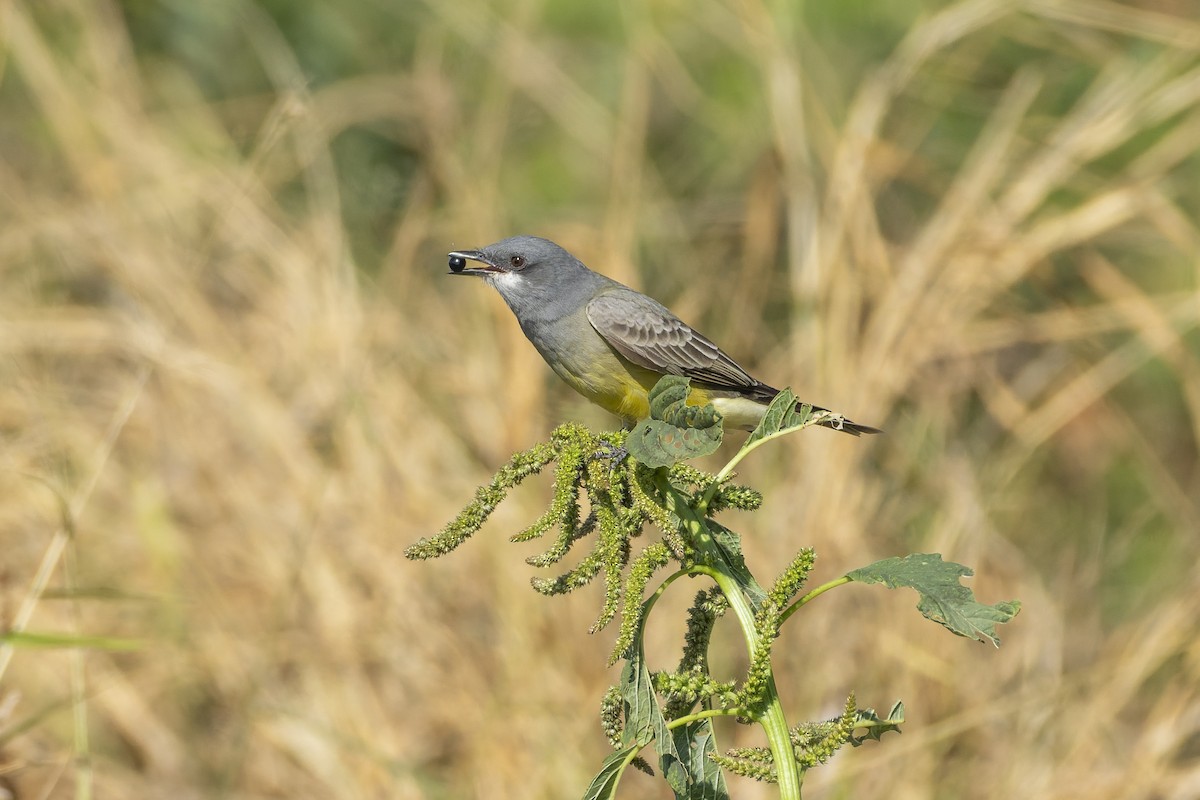 Kayalık Dağları Tiranı - ML647342251