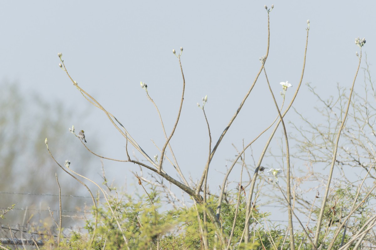 Altın Başlı Çulhakuşu - ML647342264