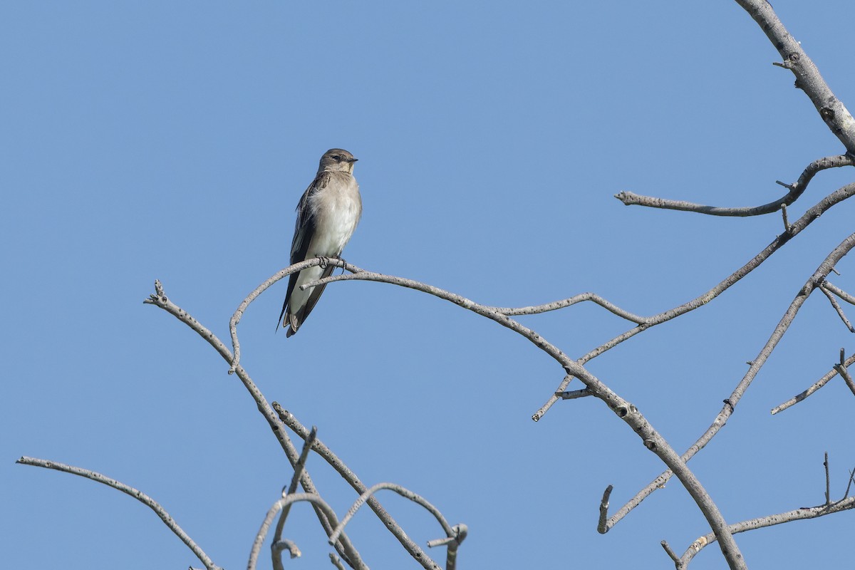 Kuzeyli Sert Kanatlı Kırlangıç - ML647342266