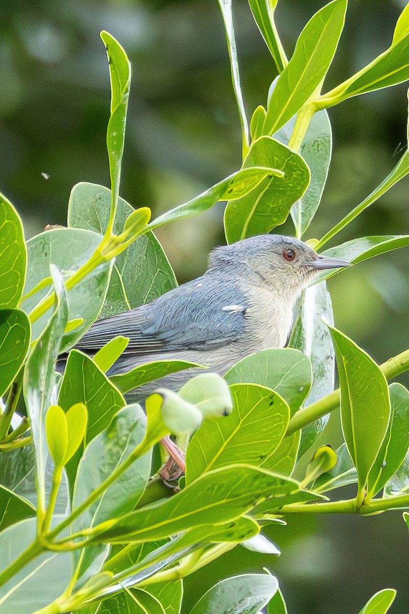 Bicolored Conebill - ML647342272