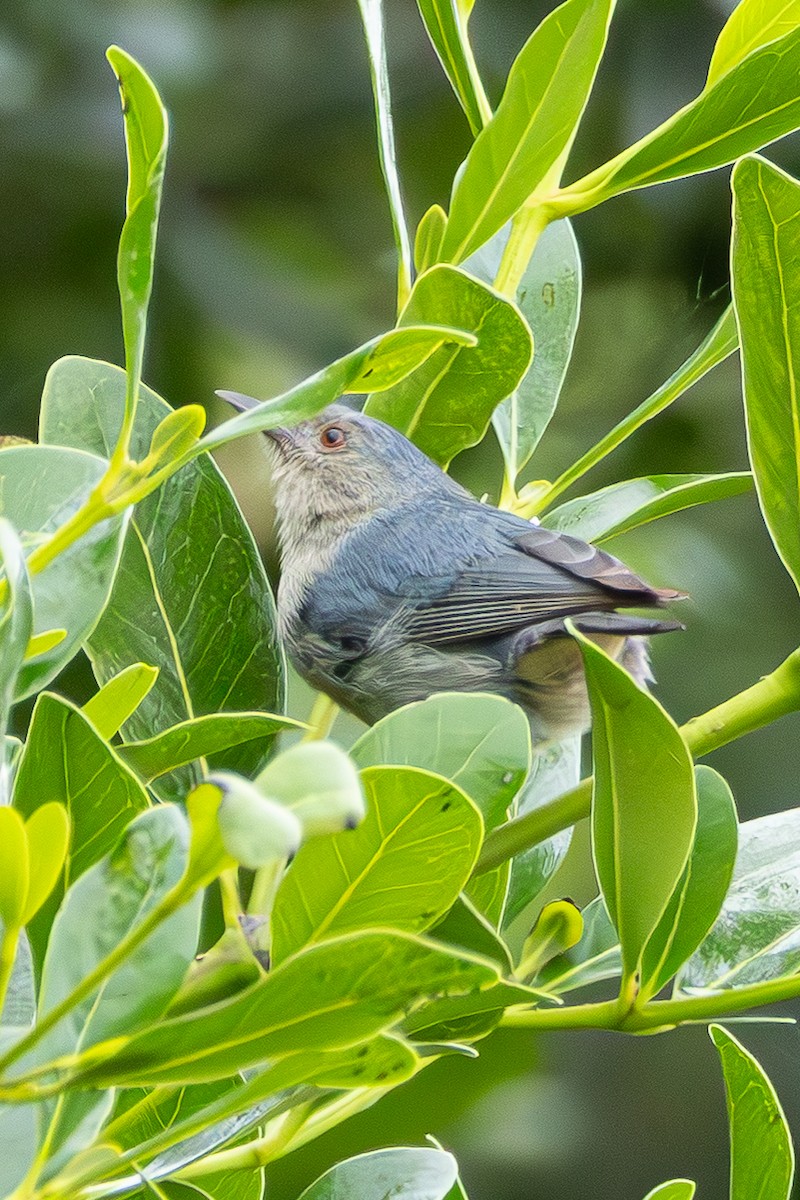 Bicolored Conebill - ML647342273