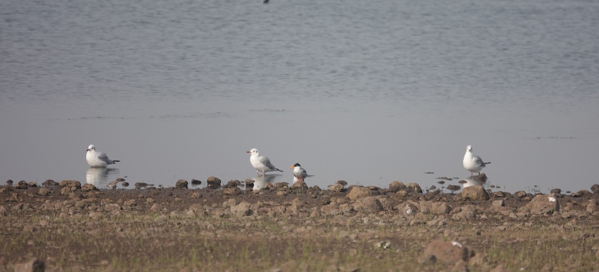 Gaviota Centroasiática - ML647342274