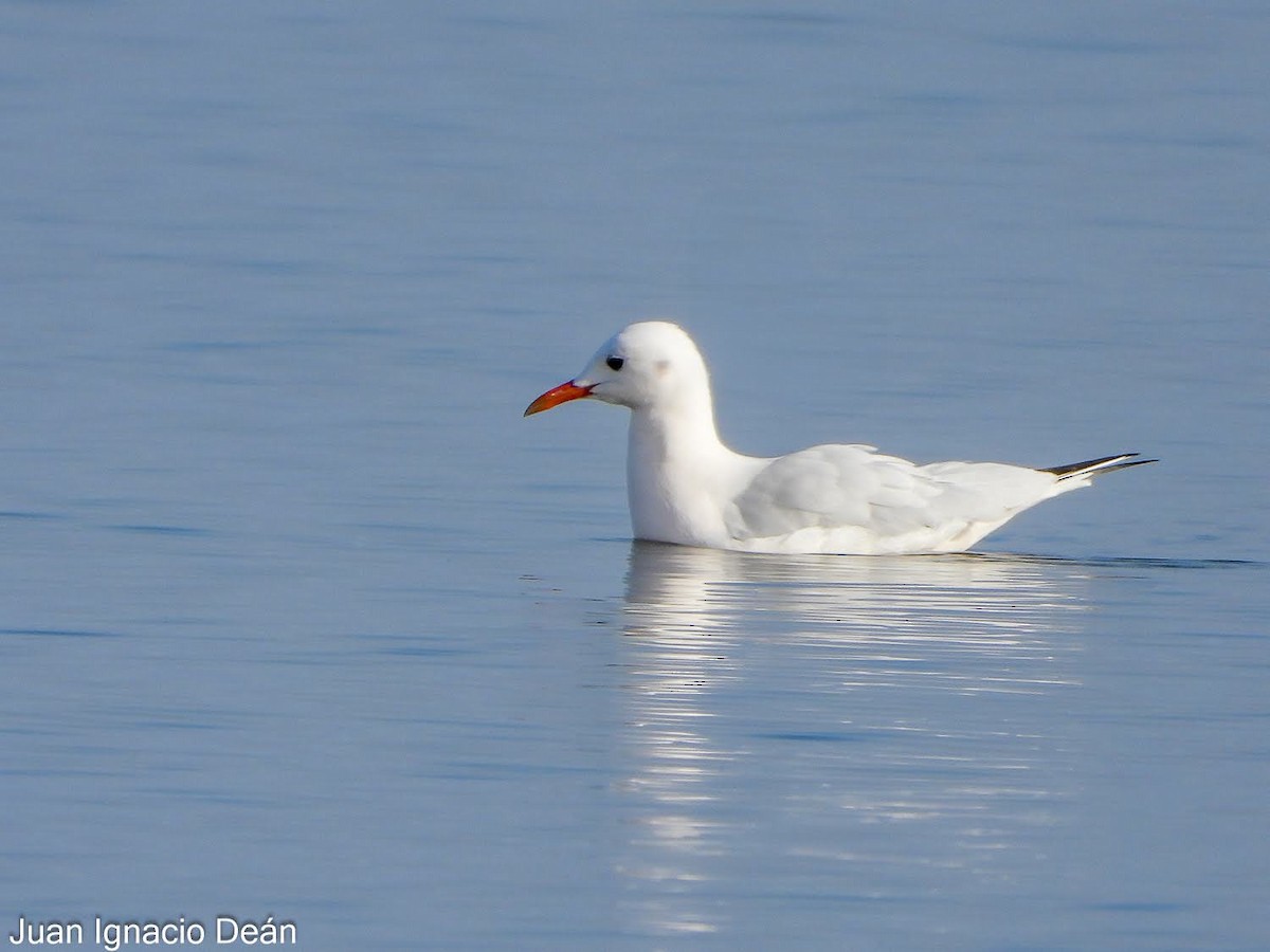 Морской голубок - ML647342284