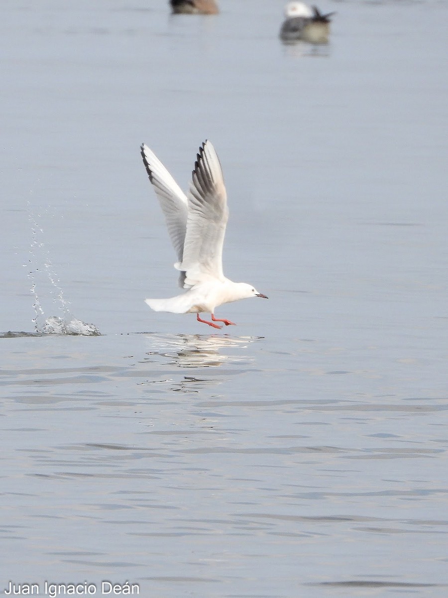 Морской голубок - ML647342285