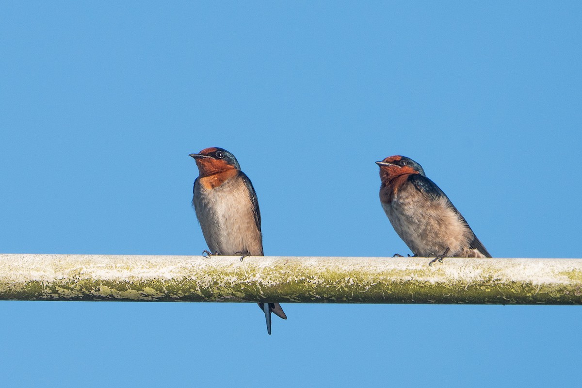 Pacific Swallow - ML647342294