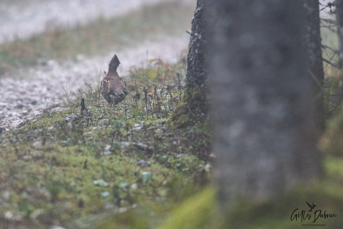 Hazel Grouse - ML647342300