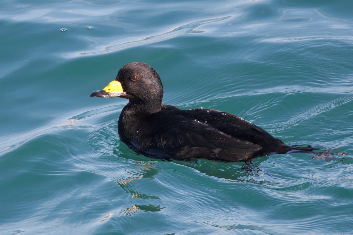 Amerika Kara Ördeği - ML647342303