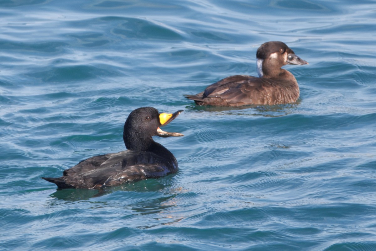 Amerika Kara Ördeği - ML647342305