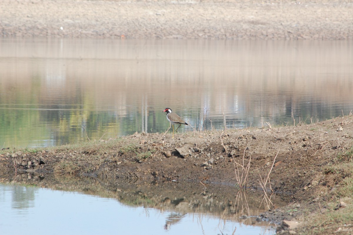 Red-wattled Lapwing - ML647342345
