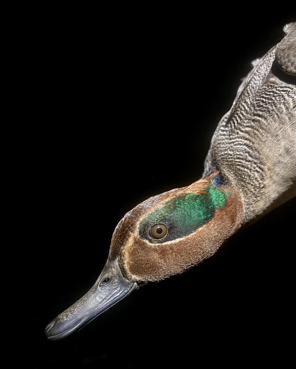 Green-winged Teal - ML647342347