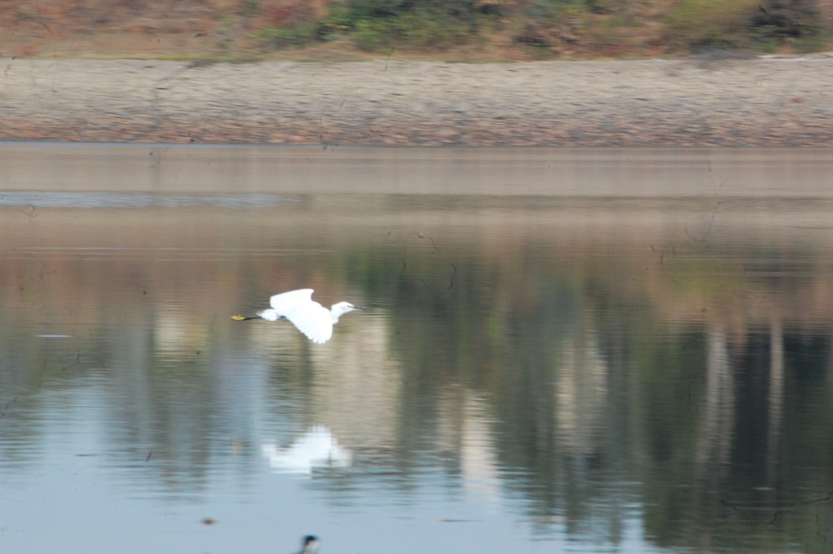 volavka stříbřitá - ML647342358