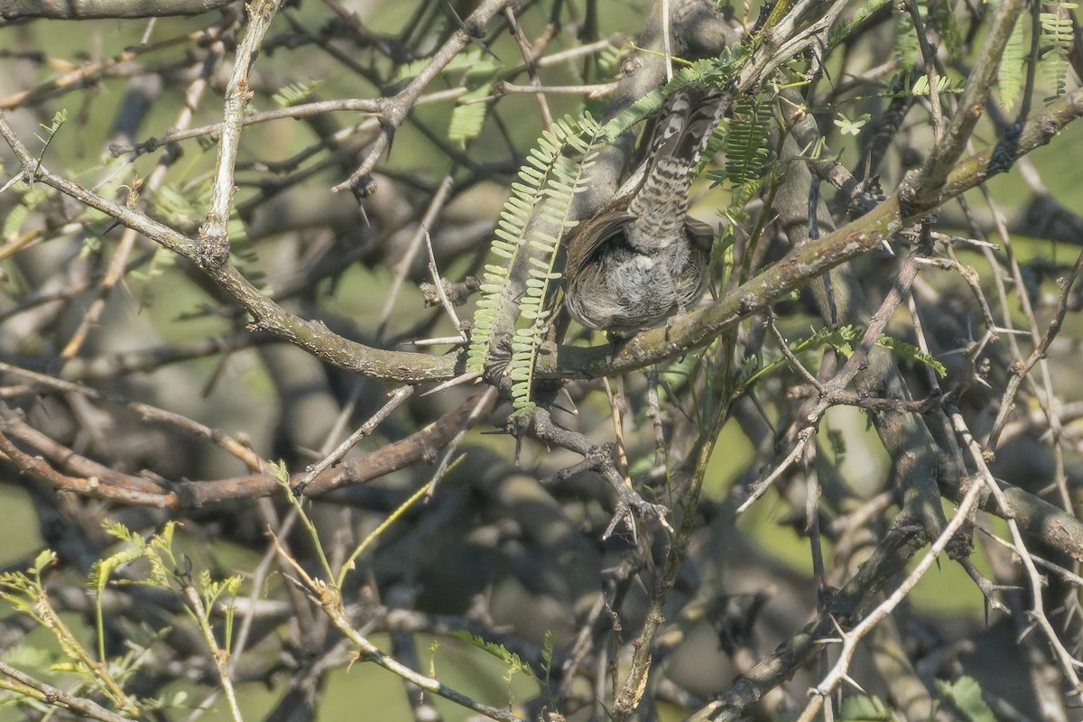 střízlík pokřovní - ML647342359