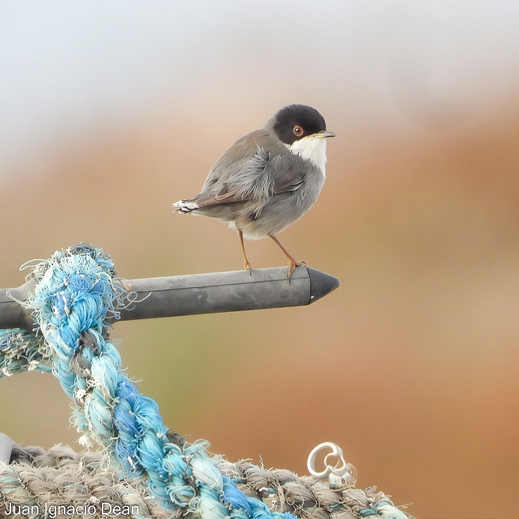 pěnice bělohrdlá - ML647342361