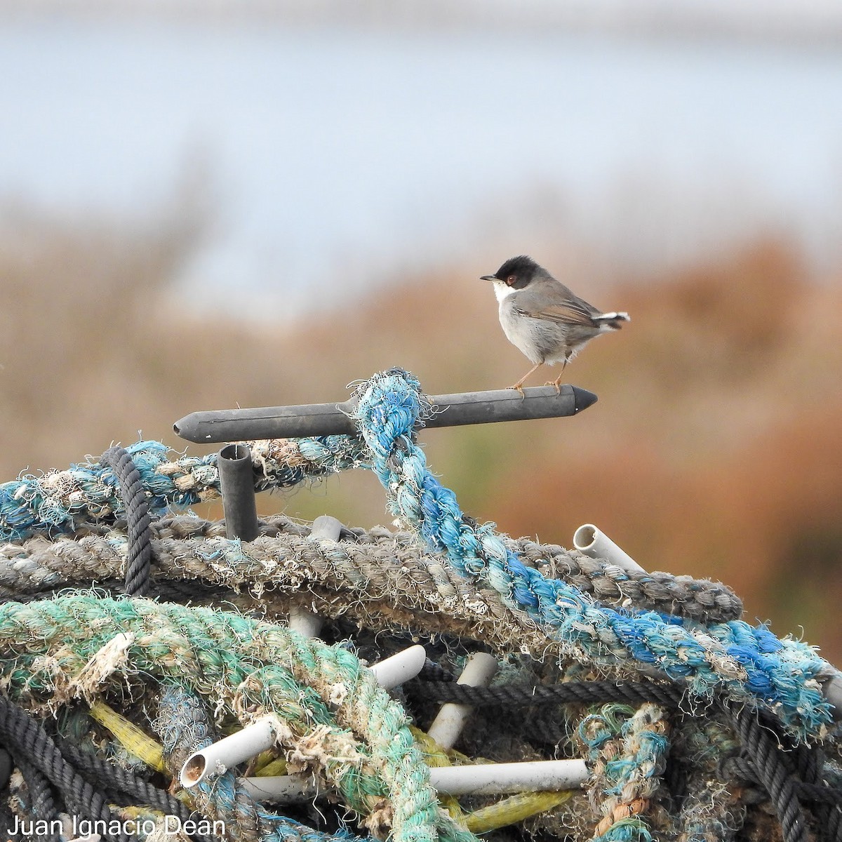 pěnice bělohrdlá - ML647342362