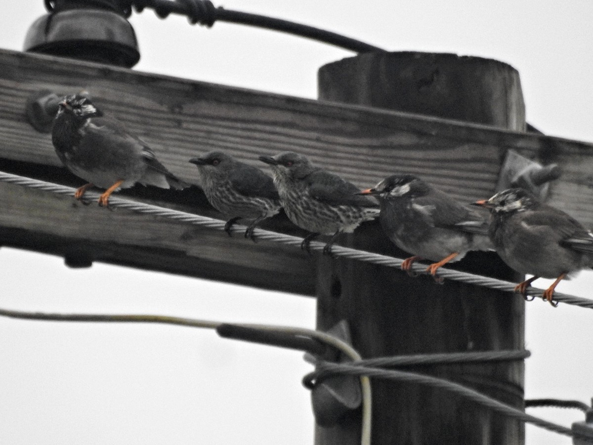 špaček rudooký - ML647342364