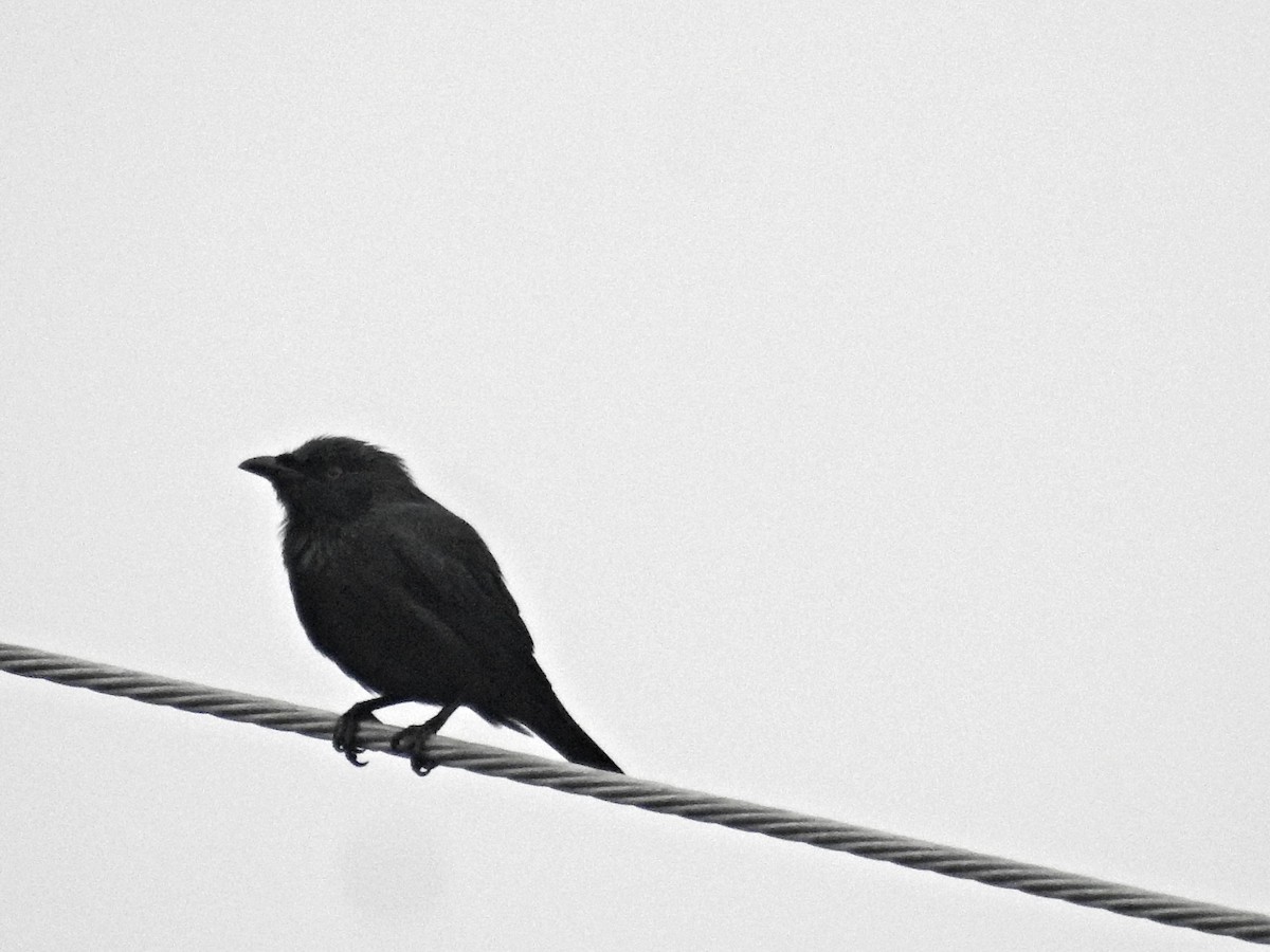 špaček rudooký - ML647342365