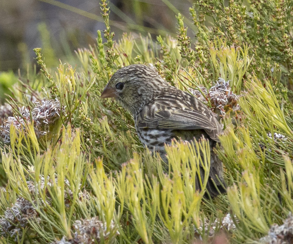 Yellow Bishop (Yellow) - ML647342366